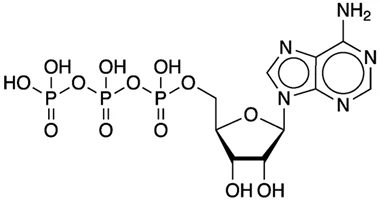 Adenosine 5 triphosphate structure