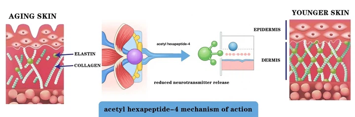 What Is The Mechanism Of Action Of Acetyl Heptapeptide-4 What Is The Mechanism Of Action Of Acetyl Heptapeptide-4
