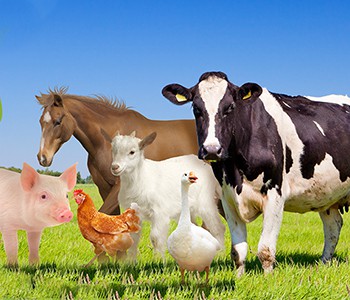 L'estiu és aquí, i és la temporada d'alta incidència dels paràsits del bestiar