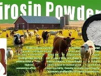Els antibiòtics d'acció llarga-podrien millorar la salut del bestiar