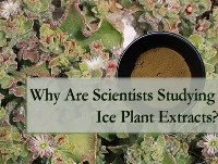 Per què els científics estudien els extractes de plantes de gel