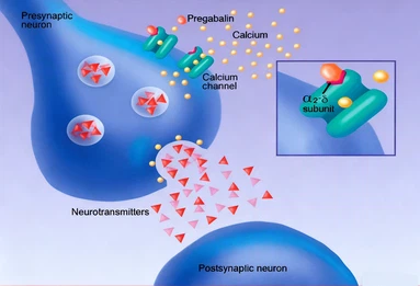 26Calcium Channel Mechanism of Action 26Calcium Channel Mechanism of Action